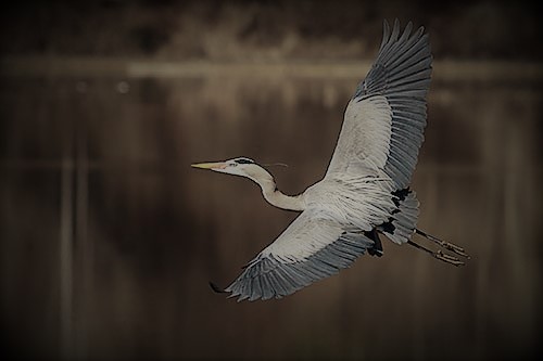 majestic-great-blue-heron-in-flight